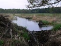 Dam beaver landscape gloomily Royalty Free Stock Photo