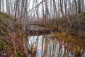 A dam built by beavers in a small stream Royalty Free Stock Photo