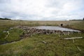 The dam , erected by beavers branches of the bushes , in the treeless part of Tierra del Fuego . Royalty Free Stock Photo