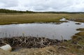 The dam , erected by beavers branches of the bushes , in the treeless part of Tierra del Fuego . Royalty Free Stock Photo