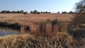 A dam surrounded by farm landscape on a cold winter`s morning in Africa with dull grass, large trees and a clear blue sky