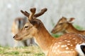 Dama buck with growing trophy Royalty Free Stock Photo