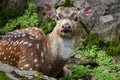 Dama Dama Deer Royalty Free Stock Photo
