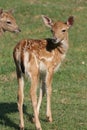 Dama Dama European Fallow deer Fawn