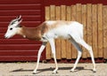 Dama Gazelle