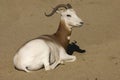 Dama Gazelle Royalty Free Stock Photo