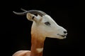 Dama gazelle, addra gazelle, or mhorr gazelle, Nanger dama, detail portrait with horn. Animal from Africa. Close-up portrait of fa Royalty Free Stock Photo