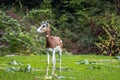 Dama gazelle, Gazella dama mhorr or mhorr gazelle is a species of gazelle