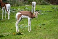 Dama gazelle, Gazella dama mhorr or mhorr gazelle is a species of gazelle