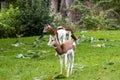 Dama gazelle, Gazella dama mhorr or mhorr gazelle is a species of gazelle