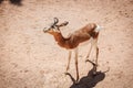 The Dama Gazelle - Nanger dama - also known as the Addra Gazelle or Mhorr Gazelle Royalty Free Stock Photo