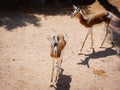 The Dama Gazelle - Nanger dama - also known as the Addra Gazelle or Mhorr Gazelle