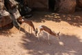 The Dama Gazelle - Nanger dama - also known as the Addra Gazelle or Mhorr Gazelle Royalty Free Stock Photo