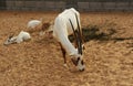 Dama or Mhorr Gazelle at the Al Ain Zoo