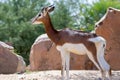 Dama or Mhorr Gazelle at the Al Ain Zoo Nanger dama mhorr in rocks Royalty Free Stock Photo