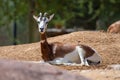 Dama or Mhorr Gazelle at the Al Ain Zoo Nanger dama mhorr in rocks Royalty Free Stock Photo