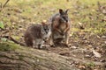 Dama wallaby Royalty Free Stock Photo