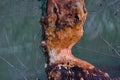 Damage done by a beaver to a tree trunk near a river Royalty Free Stock Photo