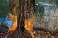 Damage done by a beaver to a tree trunk near a river Royalty Free Stock Photo