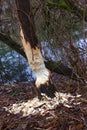 Damage done by a beaver to a tree trunk near a river Royalty Free Stock Photo