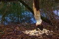 Damage done by a beaver to a tree trunk near a river Royalty Free Stock Photo