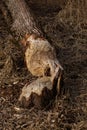 Damage done by a beaver to a tree trunk near a river Royalty Free Stock Photo