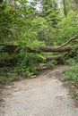 Damage with fallen trees blocking a path after a storm in Berlin Royalty Free Stock Photo