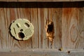 Damage hive woodpecker bird pecking at the wall of a wooden hive made of planks. a hungry bird has no food in winter and hears bee