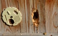 Damage hive woodpecker bird pecking at the wall of a wooden hive made of planks. a hungry bird has no food in winter and hears bee