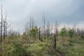 Damage of pine forest after bushfire Royalty Free Stock Photo