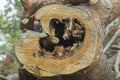 Damage on pine tree after carpenter ants