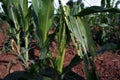 Damage symptom on corn from fall armyworm