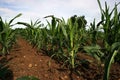 Damage symptom on corn from fall armyworm