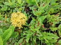 Damage symptom on leaves of ixora plant