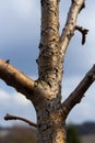 Damage to a branch of a fruit tree. Spring work in the garden. Caring for fruit trees in the spring