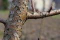 Damage to a branch of a fruit tree. Spring work in the garden. Caring for fruit trees in the spring