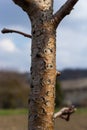 Damage to a branch of a fruit tree. Spring work in the garden. Caring for fruit trees in the spring Royalty Free Stock Photo