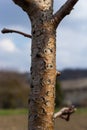 Damage to a branch of a fruit tree. Spring work in the garden. Caring for fruit trees in the spring