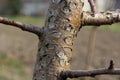 Damage to a branch of a fruit tree. Spring work in the garden. Caring for fruit trees in the spring Royalty Free Stock Photo