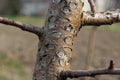 Damage to a branch of a fruit tree. Spring work in the garden. Caring for fruit trees in the spring