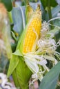 Damage to corn crop. Royalty Free Stock Photo