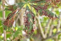 Damage to the leaves of the chestnut miner moth Cameraria ohridella. Royalty Free Stock Photo