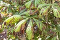 Damage to the leaves of the chestnut miner moth Cameraria ohridella . Royalty Free Stock Photo