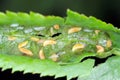 Damage to the rose leaf made by rose leaf midge Dasineura rosae syn Wachtliella rosarum Cecidomyiidae pest of roses in gadrens.