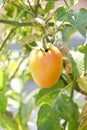 Damage tomato . vegetable . in a plant , tree .