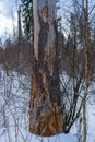 Damage on tree after the European spruce bark beetle Ips typographus Royalty Free Stock Photo