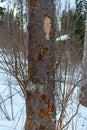 Damage on tree after the European spruce bark beetle Ips typographus Royalty Free Stock Photo