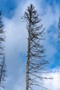 Damage on tree after the European spruce bark beetle Ips typographus Royalty Free Stock Photo