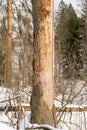 Damage on tree after the European spruce bark beetle Ips typographus Royalty Free Stock Photo