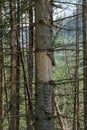 Damage on tree after the European spruce bark beetle Ips typographus. European spruce bark beetle calamity in Tatra.Spruce bark